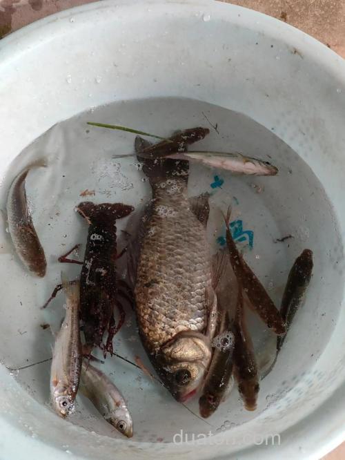 求针对浙江地区钓鱼的喂食及钓食