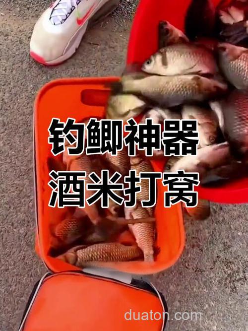 酒米打窝钓什么鱼