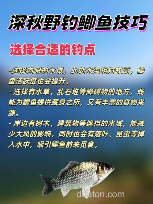 水库野钓鲫鱼有哪些技巧?这些实用方法助你更得心应手