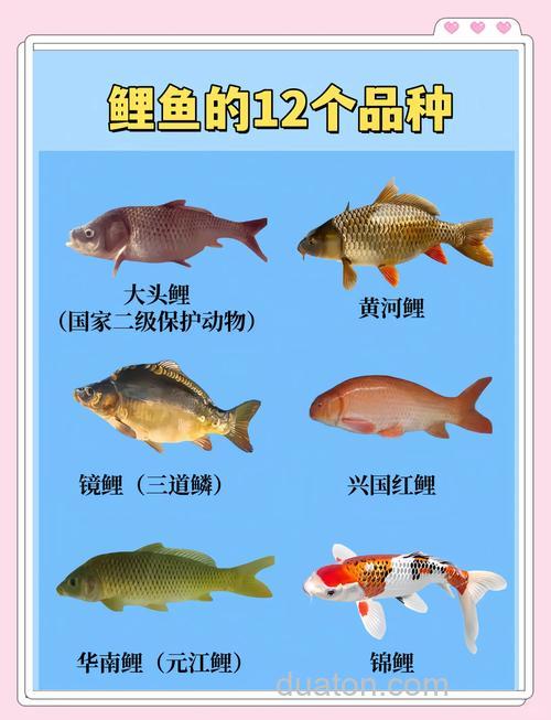 鲤鱼有几种,附品种介绍