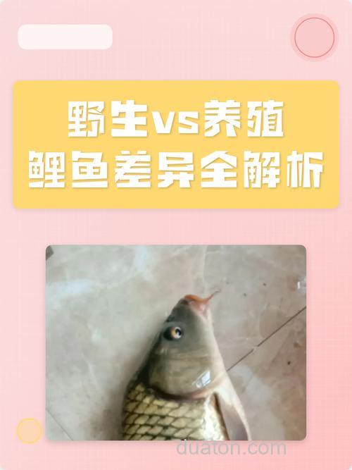 如何分辨野生鲤鱼