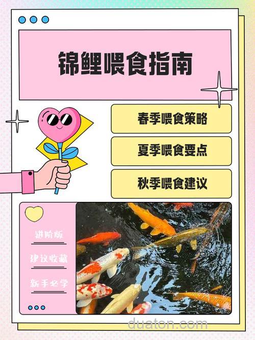 怎么喂养宠物鲤鱼?