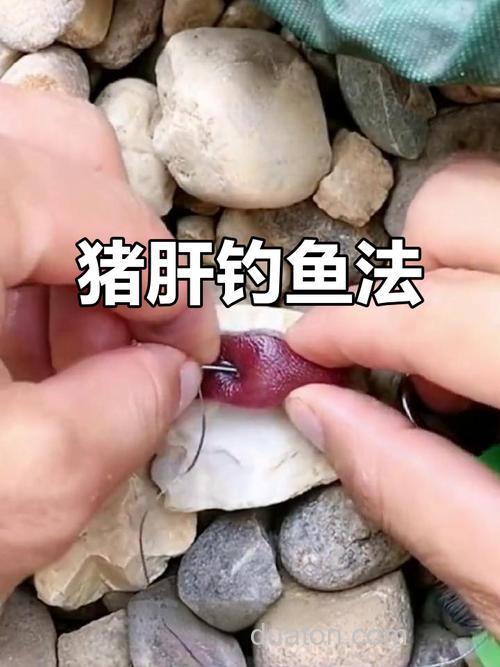 猪肝钓鲫鱼的最佳配方?