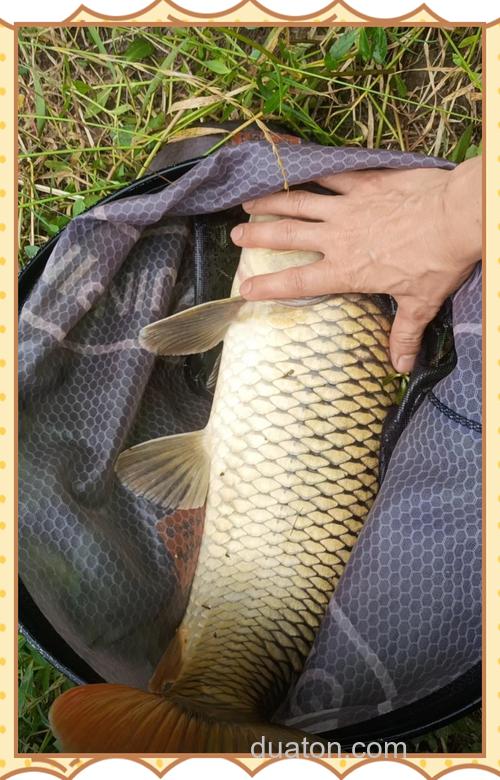 麦粒钓鲤鱼效果好吗？
