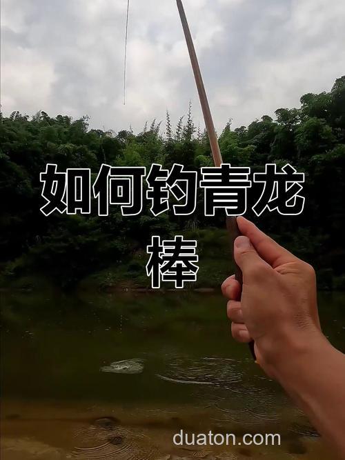 钓青龙棒鱼怎么选择钓位?