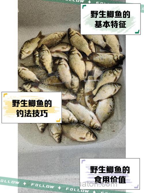 野生鲫鱼为什么不吃饵料吃蚯蚓?
