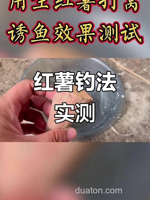 红薯打窝溜鱼效果？