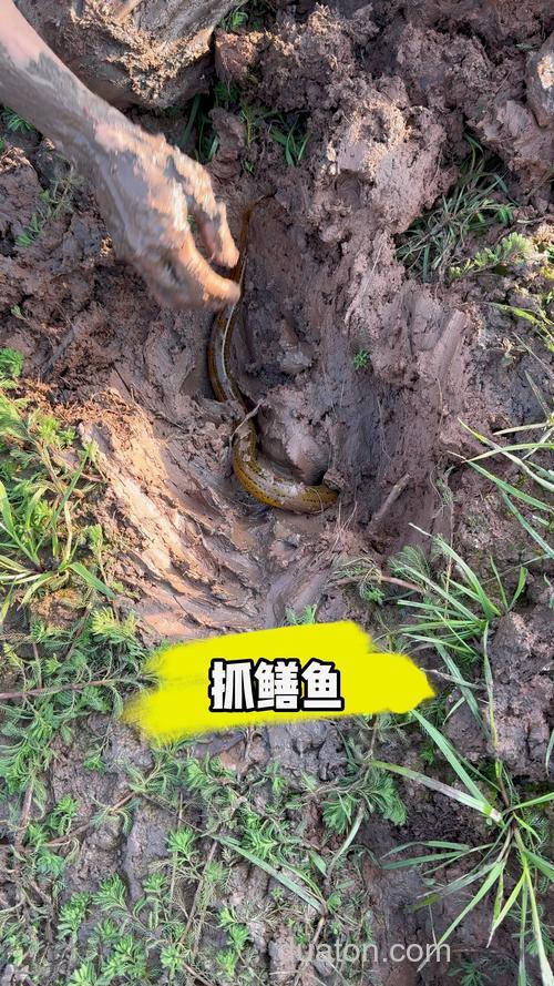 请问黄鳝怎么捕捉?