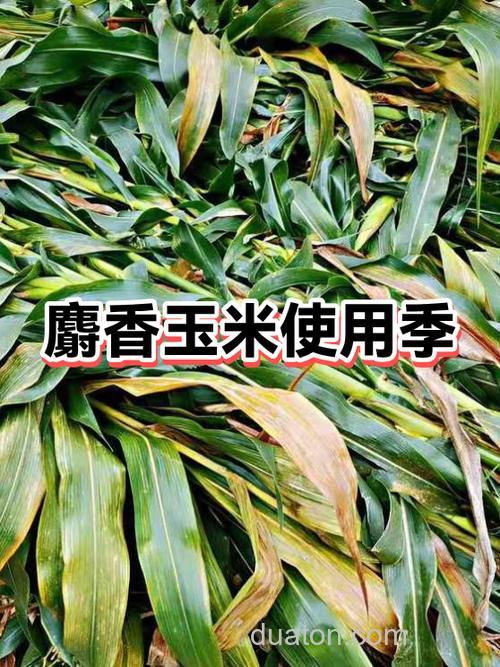麝香玉米夏天可以吗?