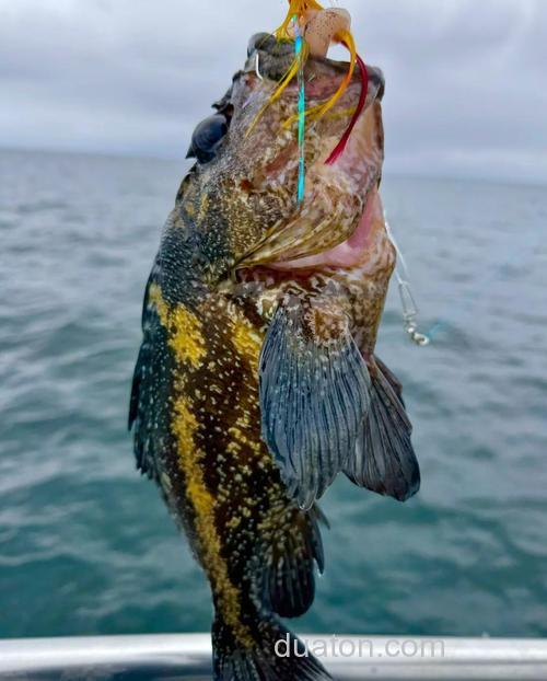 海钓石斑有诀窍?掌握这些关键技巧,助你出海更有把握