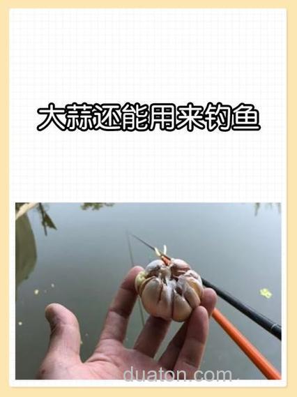 大蒜泡酒能钓鱼吗大蒜泡酒钓鱼的方法好不好?