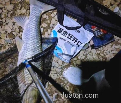 麦子发芽钓什么鱼好?