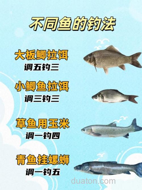 野外钓鲤鱼的技巧与要点,你知道多少?如何提高上钩率?