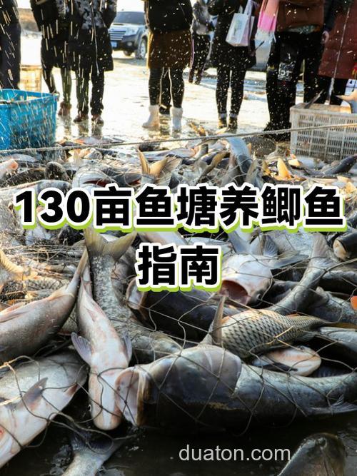 一亩鱼塘能养多少湘鲫鱼