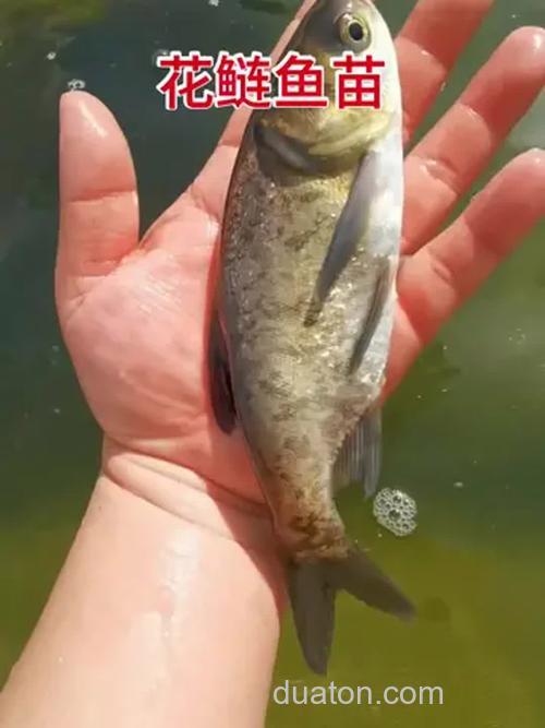 花鲢鱼(胖头鱼)是吃什么的?