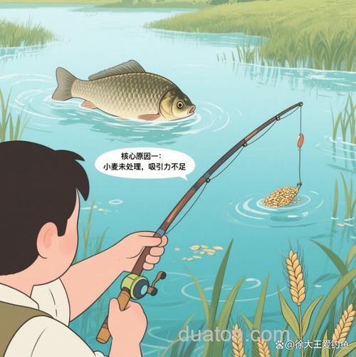 初春小麦钓鲫鱼的优缺点?