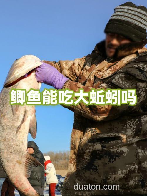 鲫鱼不吃蚯蚓吃饵料是怎么回事？