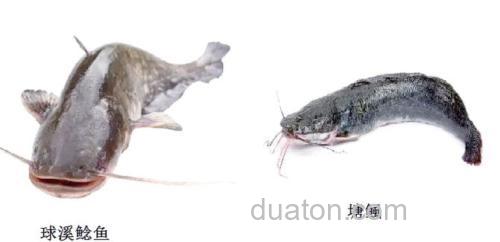 鲶鱼吃玉米吗?