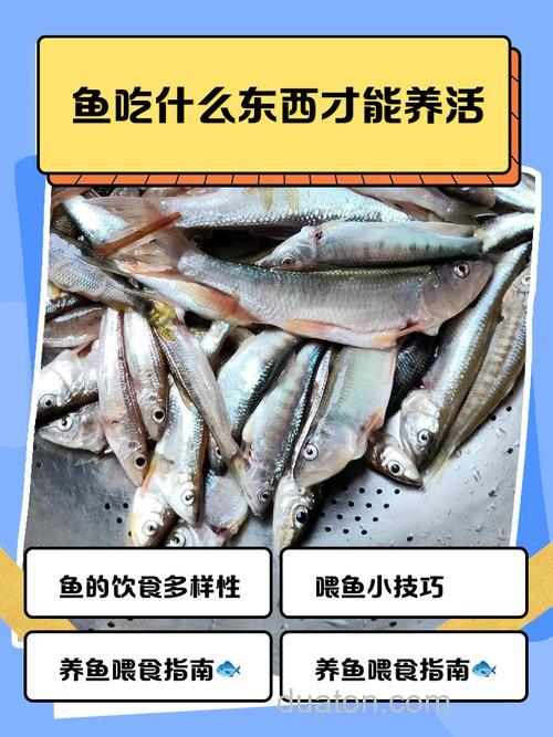 槽子鱼爱吃什么?