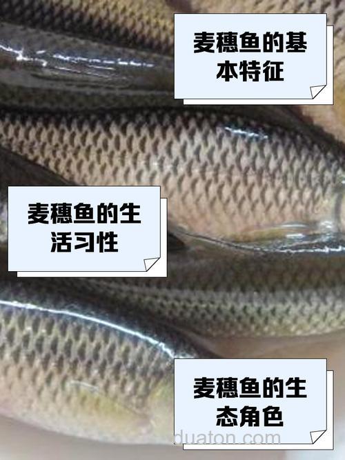 小鱼、麦穗儿太闹怎么好?