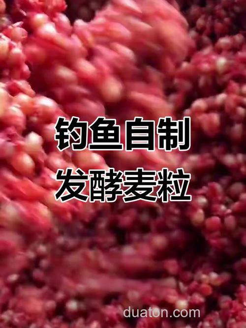 自制钓鲤鱼、草鱼的稻谷、麦粒怎样制作最简单有效?