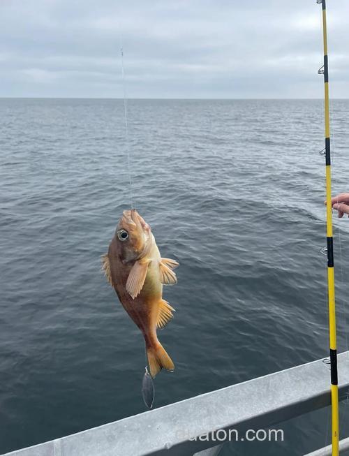 海钓底钓技巧,掌握海底捕鱼的艺术