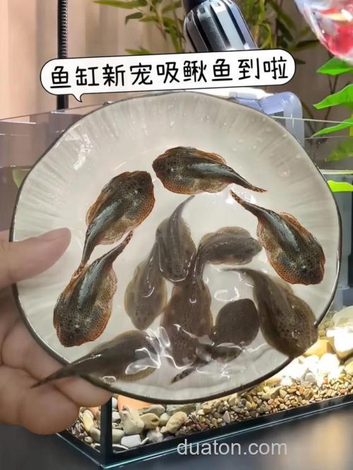 吸引泥鳅的诱饵?