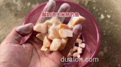 酸奶钓草鱼有奇效