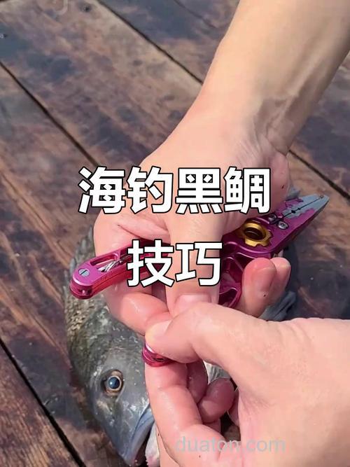 海钓鲷鱼技巧,掌握技巧,尽享垂钓乐趣