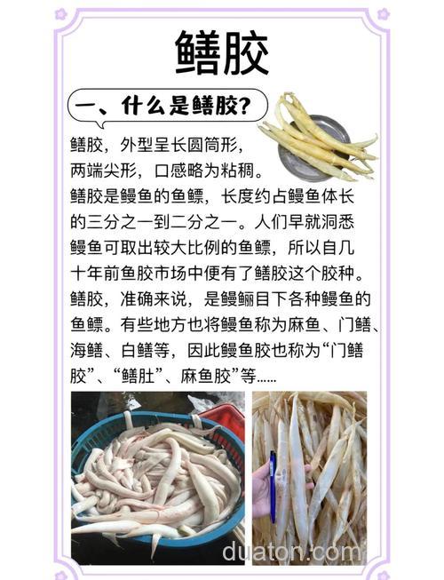 海钓鳗鱼鳔的实用技巧大揭秘!钓点、装备与钓法缺一不可