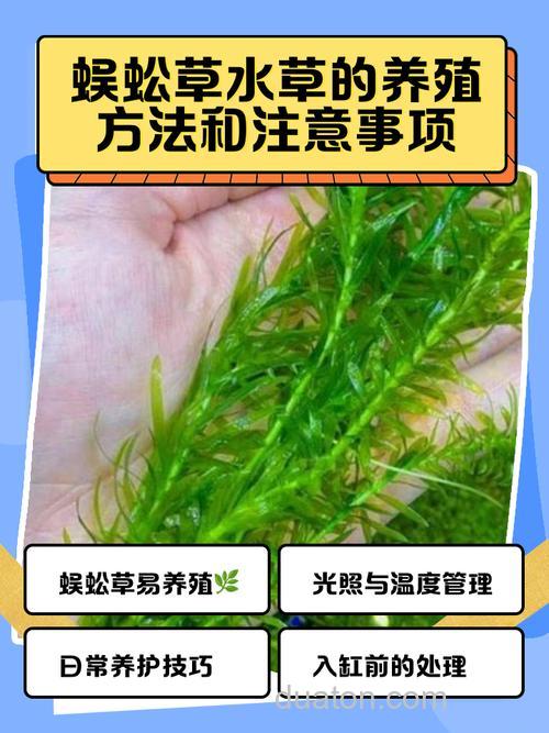 蜈蚣草可以喂草鱼吗?