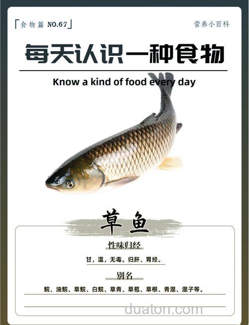 草鱼稚鱼吃什么