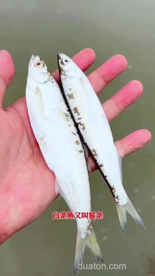 钓获身形小巧却极具挑战性的白条鱼,这些关键技巧要掌握