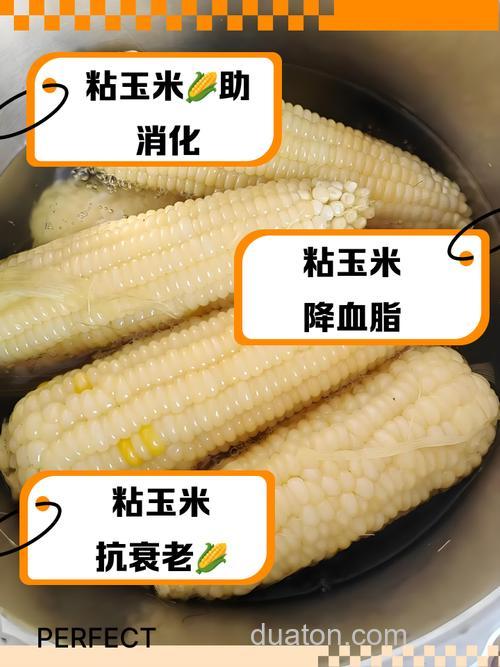 冬天用麝香玉米好还是发酵玉米好?