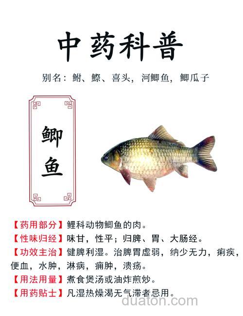 鲫鱼吃什么料才会上钩