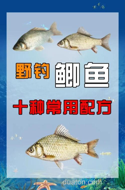 襄县野钓鲫鱼秘籍大公开！钓位、饵料选择全知道