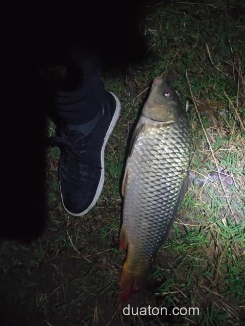 夜钓鲤鱼用地瓜怎么样?