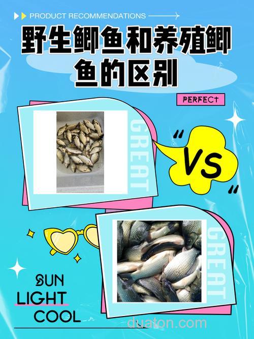 小鲫鱼放养的好还是野生的好