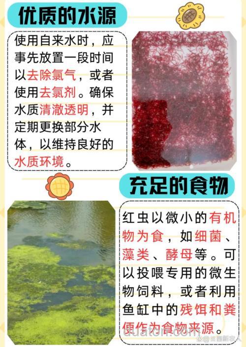 红线虫在家怎么养?