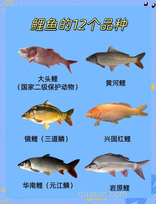 鲤鱼是属于什么鱼类?