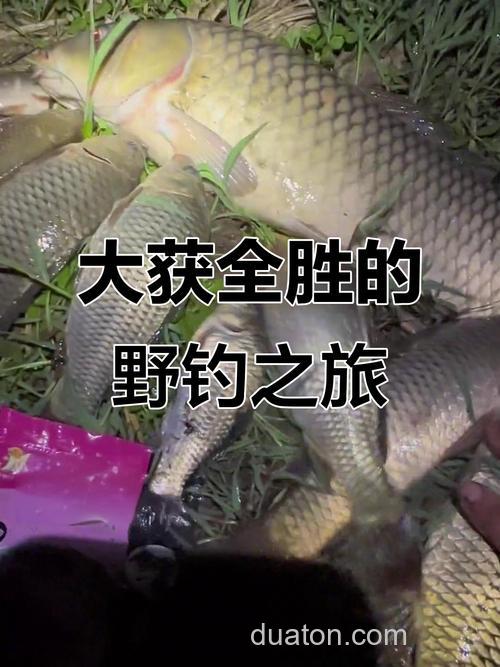 鲤鱼爱吃麦子还是玉米?