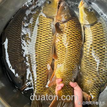 野生大鲤鱼爱吃三种饵料?