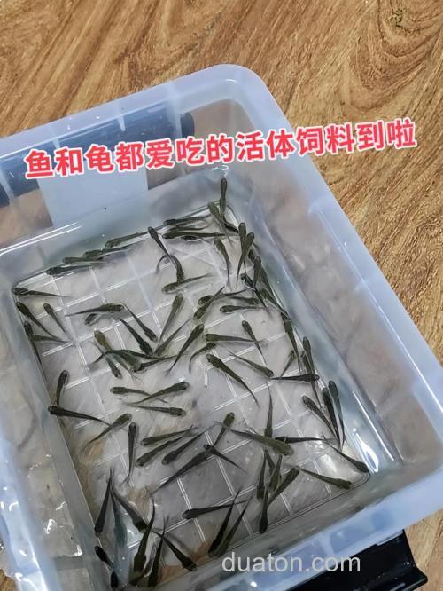 麦穗鳙鱼饵,小麦穗鱼最爱吃什么
