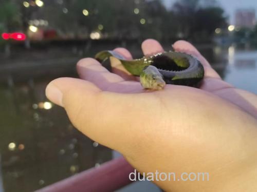 路亚可以路到麦穗吗?