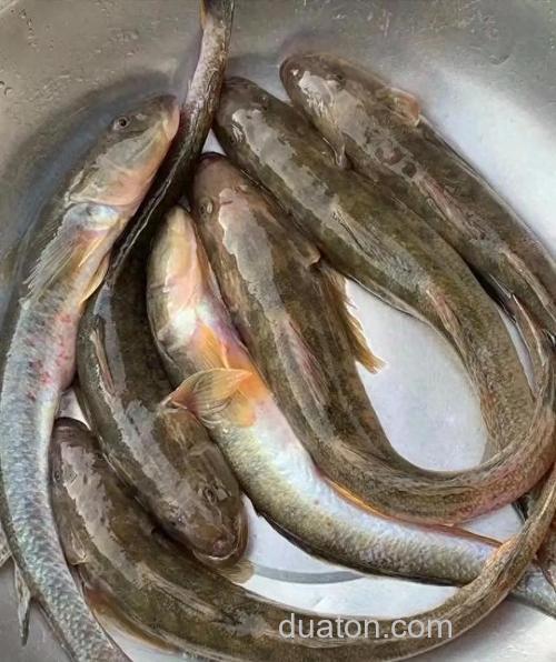沙光鱼能用猪肉钓吗?