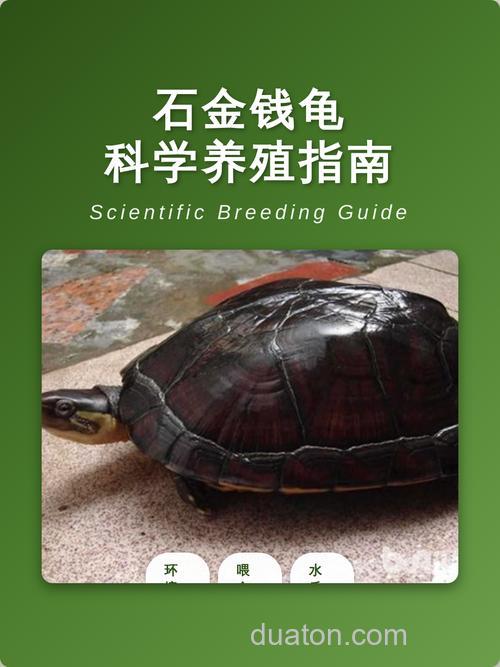 石龟怎样养殖