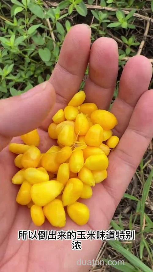 钓草鱼用的玉米怎么炮制?