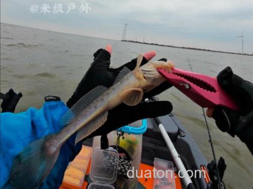 猪肉海钓效果怎么样?