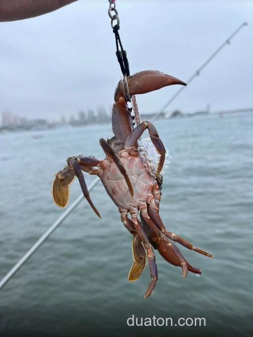 冬天无鳞鲤鱼罗曼鲤鱼钓框?