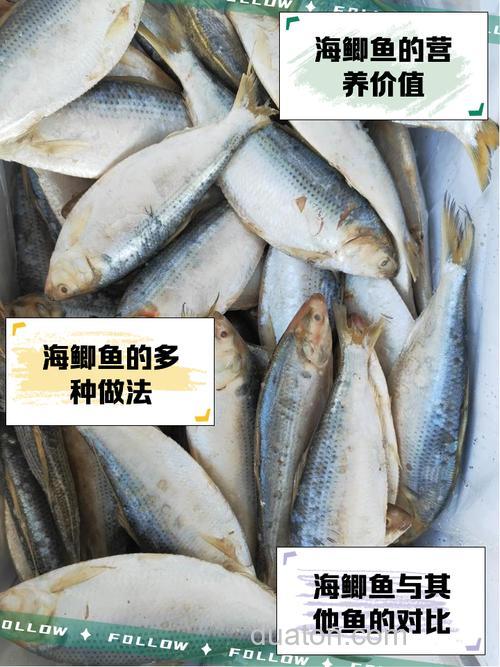 海河、子牙河鲫鱼必杀?